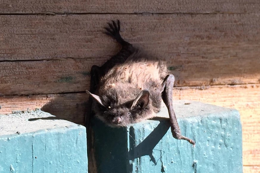 A small brown bat on the side of Johnson Lodge at the AMK Ranch.