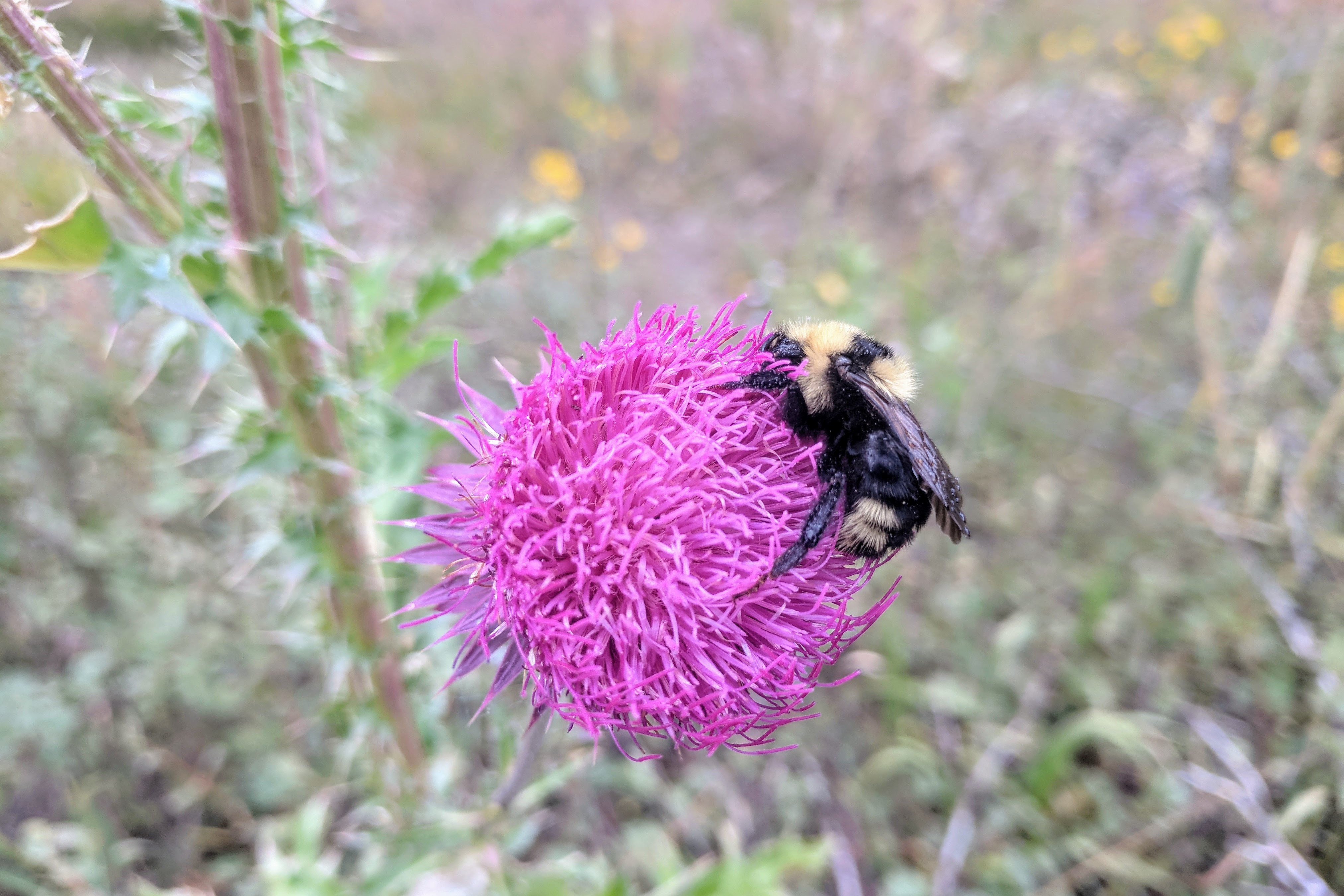 Large bumblebee on a pink thistle bloom