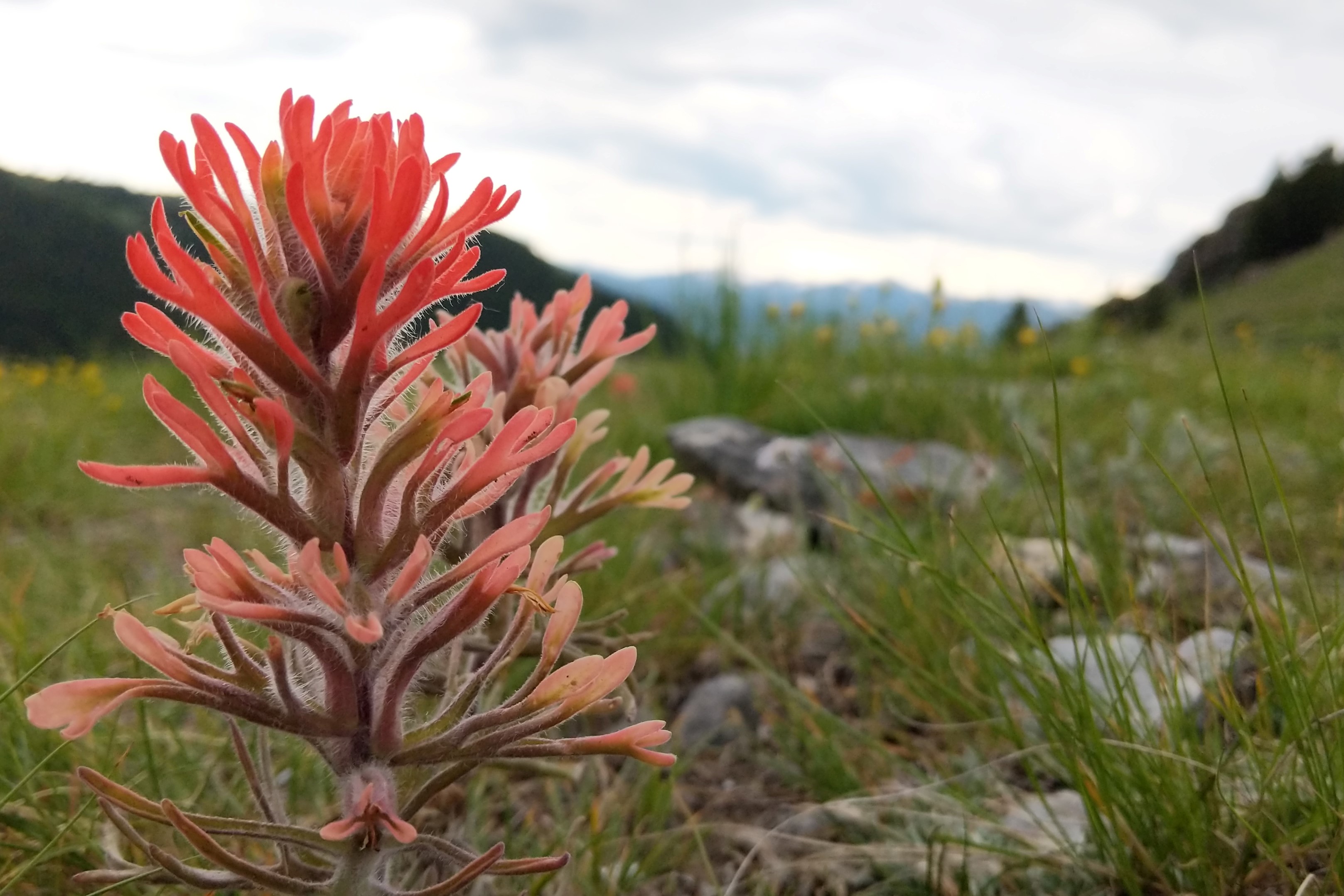Red flower blooming with mountainous hills in the background