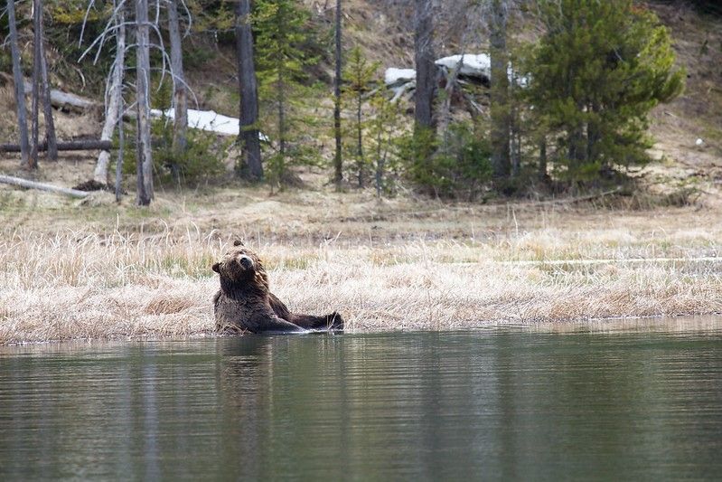 A grizzly bear sitting at the edge of a lake and looking back at the camera