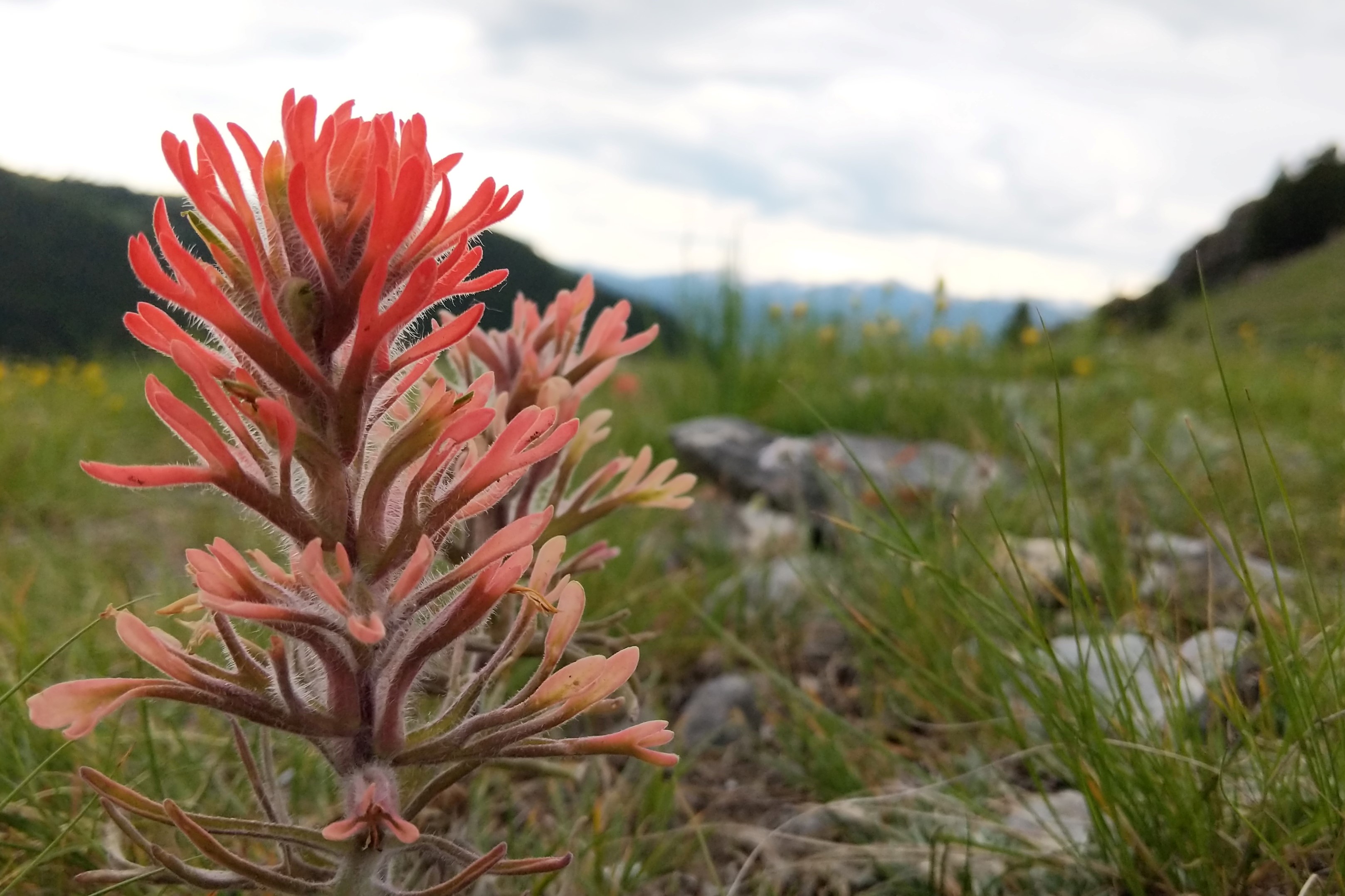 Red flower with tubular petals in the foreground with mountainous terrain behind