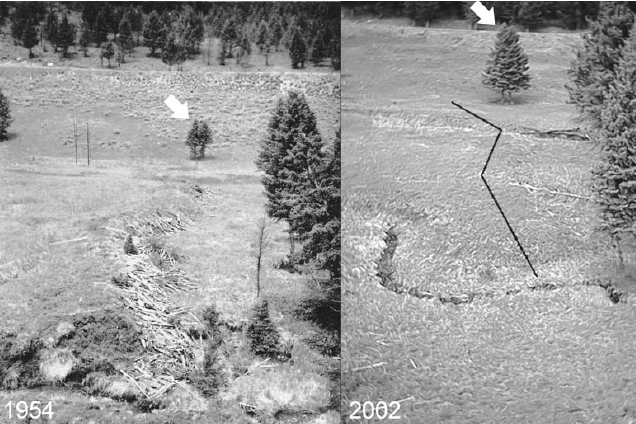 Black and white photo comparing a beaver dam in 1954 and 2002, showing the dam being replaced by a willow-meadow complex