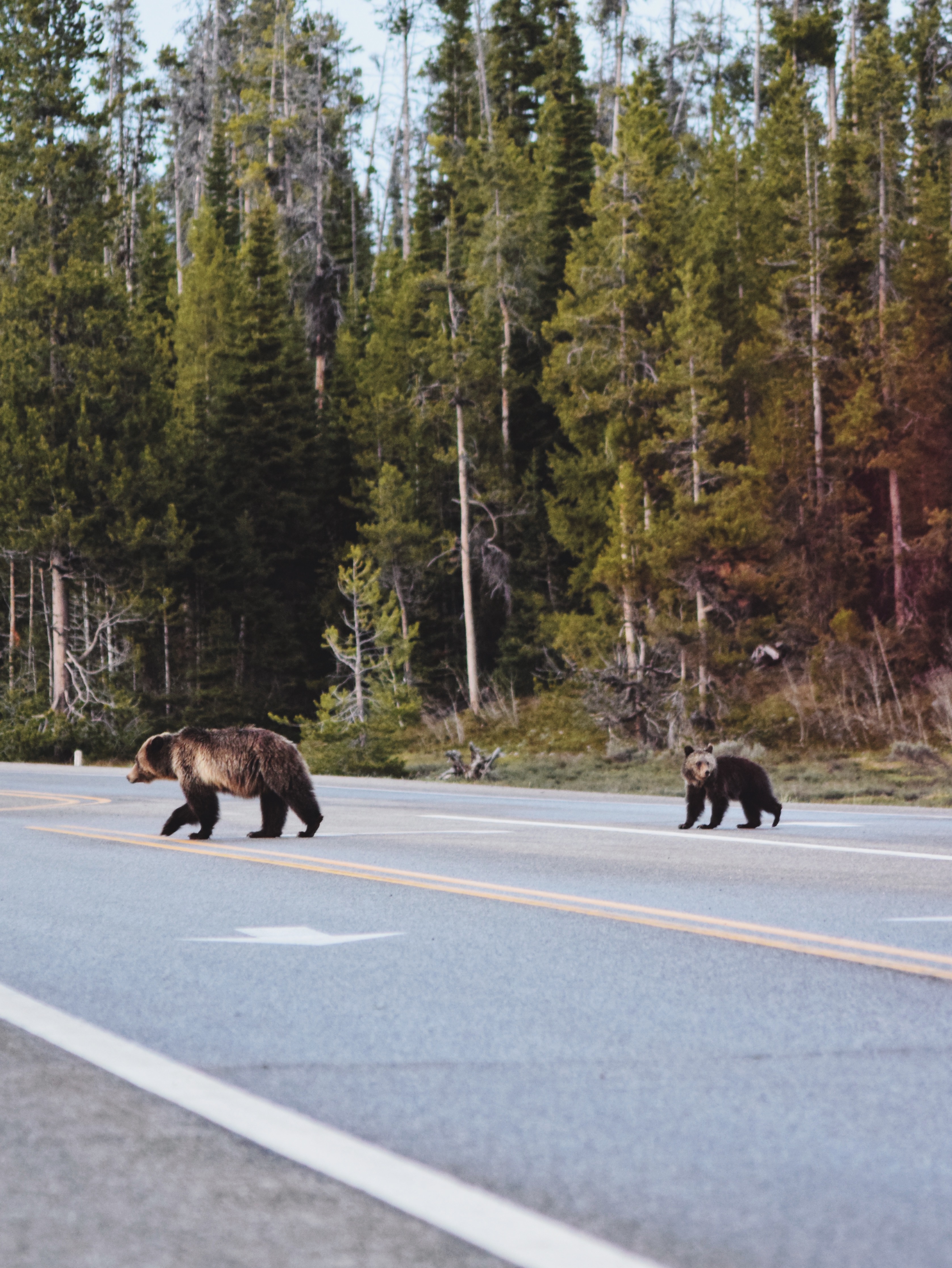 grizzly mom and cub crossing a road in a pine forest