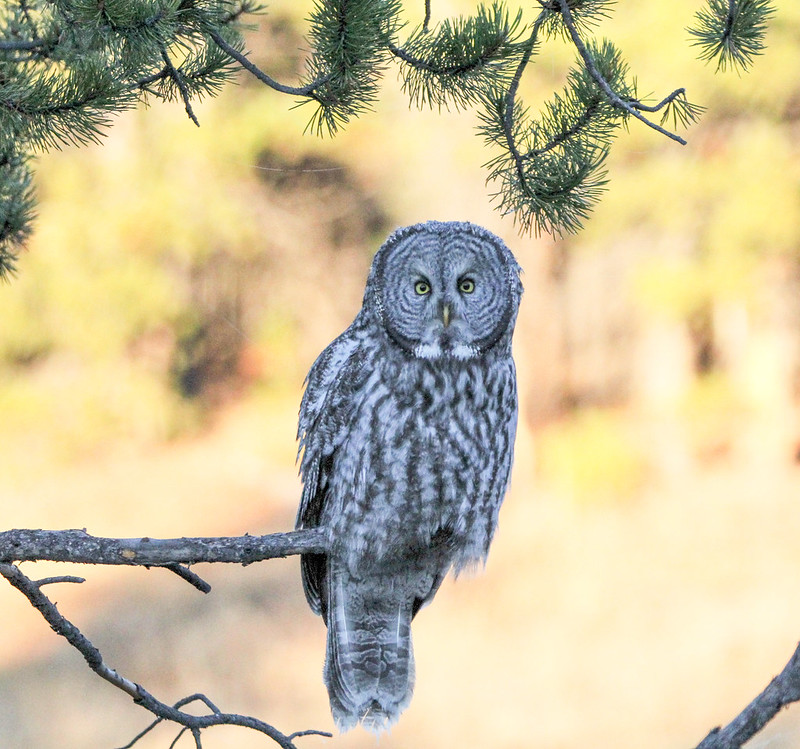 a great gray owl sits on a pine branch with a light yellow background