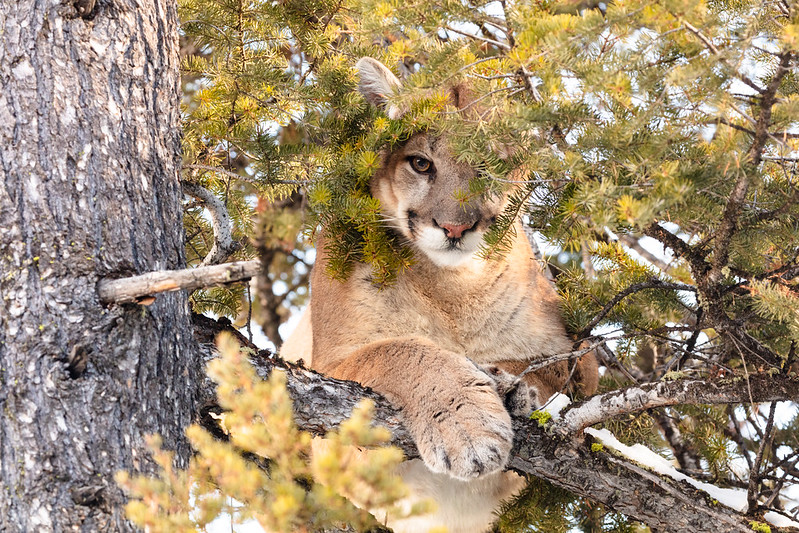 a mountain lion peers out from the branches of a pine tree