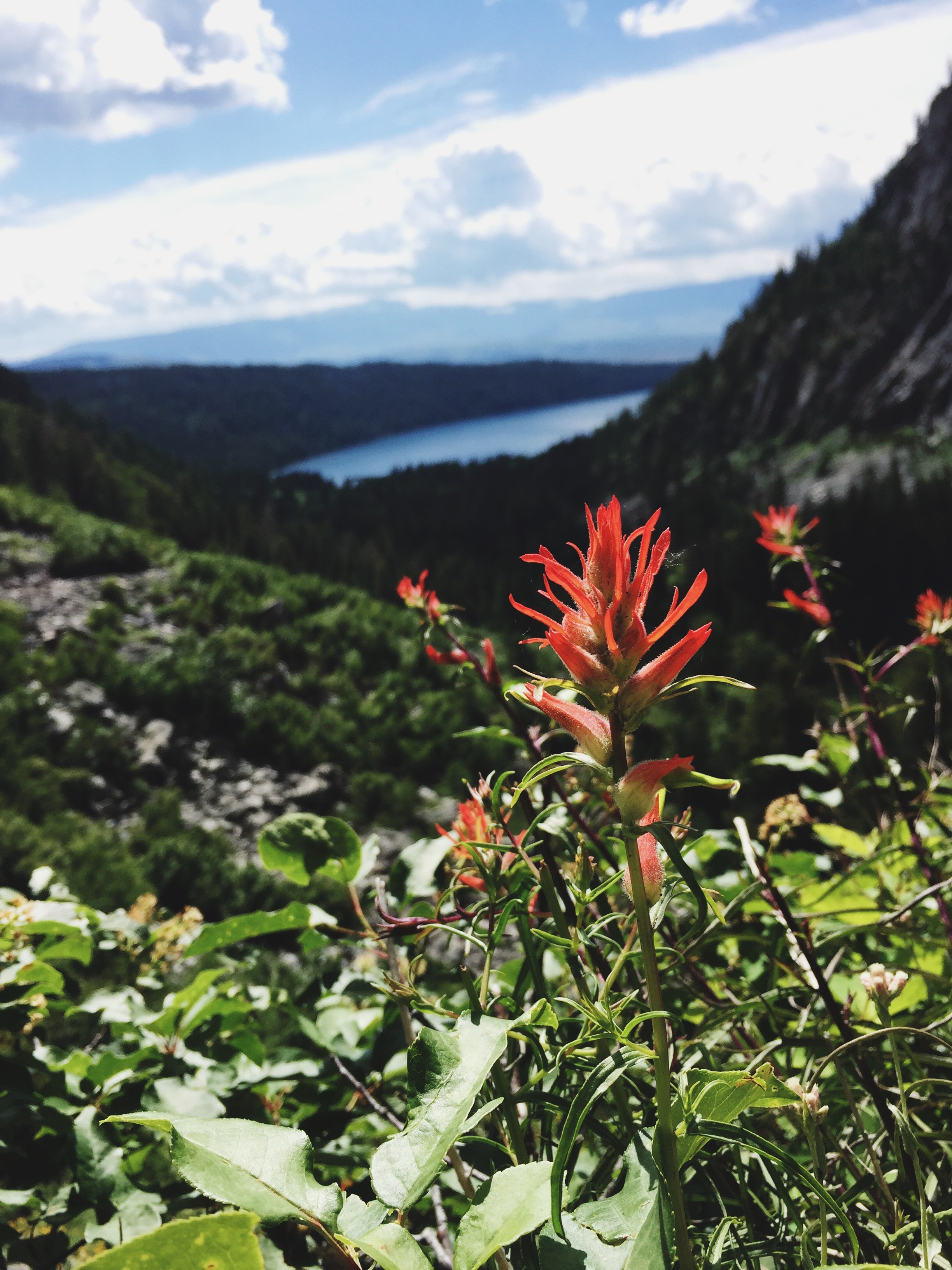a red indian paintbrush at the edge of a steep hill with a lake tucked in the background