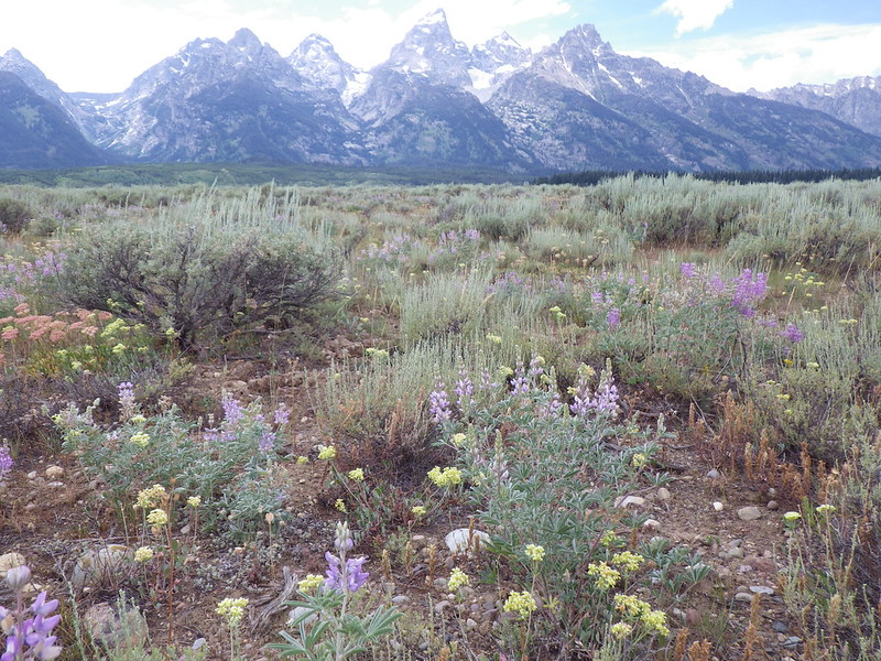 sagebrush and purple flowers in a field with the Tetons in the background
